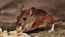 24 Hour & Emergency Exterminators in Buena Park, CA